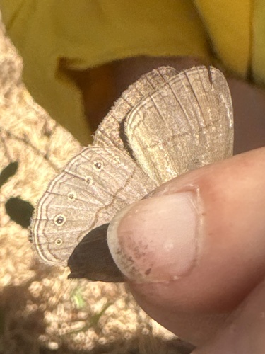 Nhambikuara cerradensis