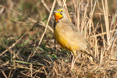 Macronyx capensis colletti