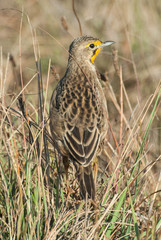 Macronyx capensis colletti