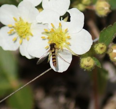 Sphaerophoria philanthus
