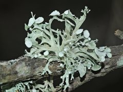 Ramalina glaucescens