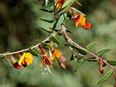 Bossiaea cinerea