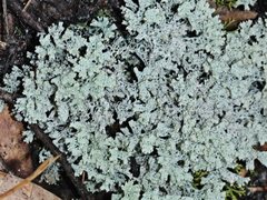 Pulchrocladia retipora