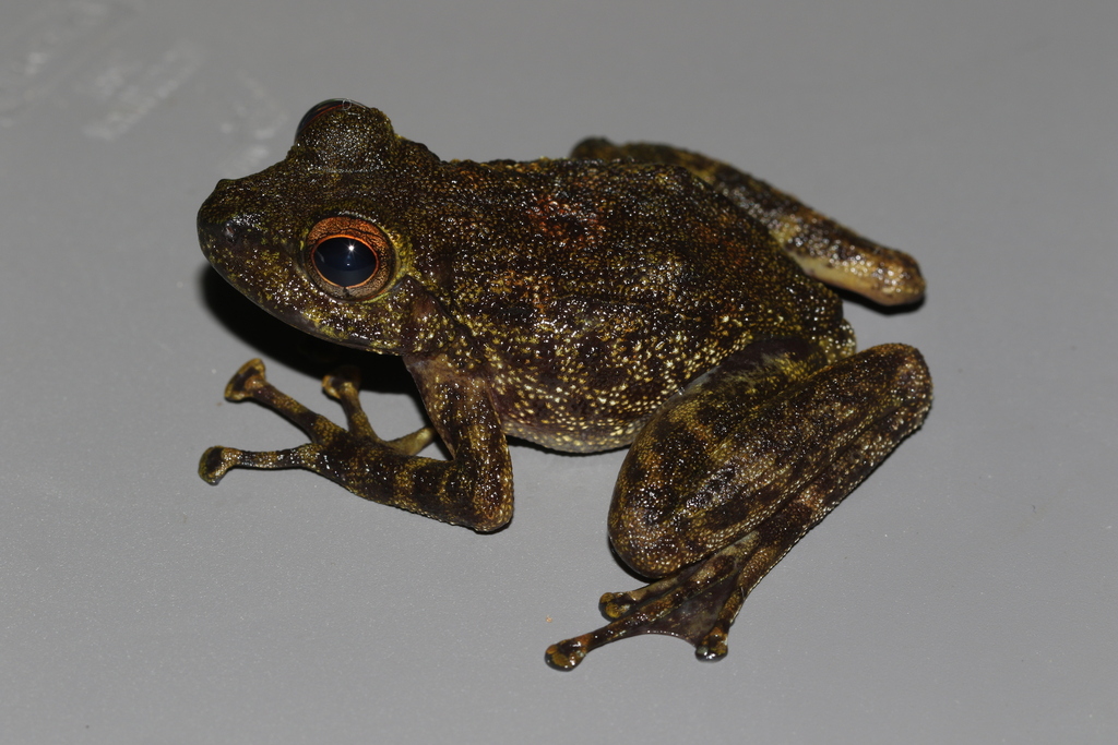 Efulen Water Frog