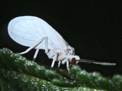 Coniopteryx maculithorax