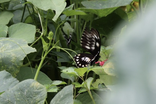 Papilio bridgei