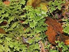 Trichocolea mollissima