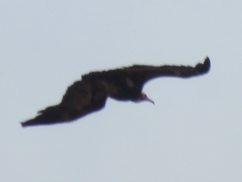 Hooded Vulture