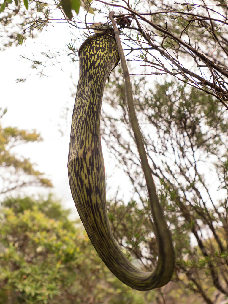 Nepenthes alba Ridl.