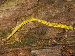 Fletchamia mediolineata