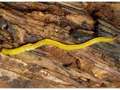 Fletchamia mediolineata