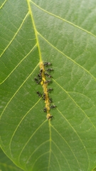 Formicidae
