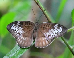Tanaecia iapis puseda