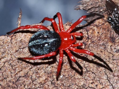 Ambicodamus southwelli · iNaturalist Australia