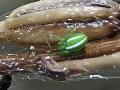 Araneus ginninderranus