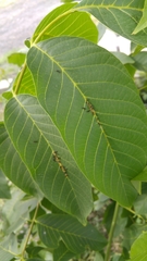 Formicidae