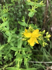 Hypericum pseudomaculatum