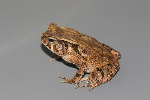 Oban Toad