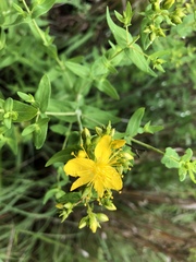 Hypericum pseudomaculatum