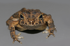 High Tropical Forest Toad photo 4