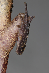 High Tropical Forest Toad photo 3