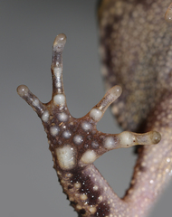 High Tropical Forest Toad photo 5