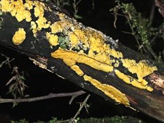 Trichoderma sulphureum