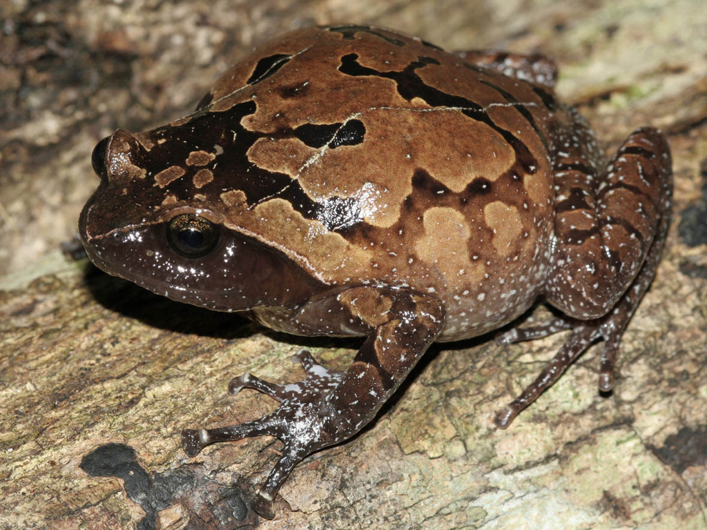 Bendrao Digging Frog