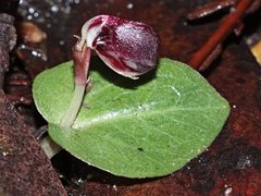 Corybas unguiculatus