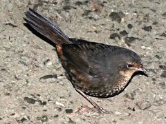 Pycnoptilus floccosus