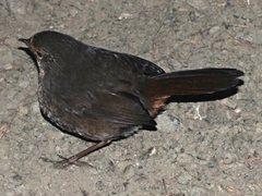 Pycnoptilus floccosus