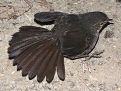 Pycnoptilus floccosus