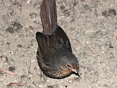 Pycnoptilus floccosus