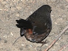 Pycnoptilus floccosus