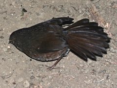 Pycnoptilus floccosus