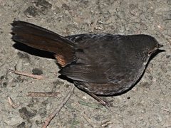 Pycnoptilus floccosus