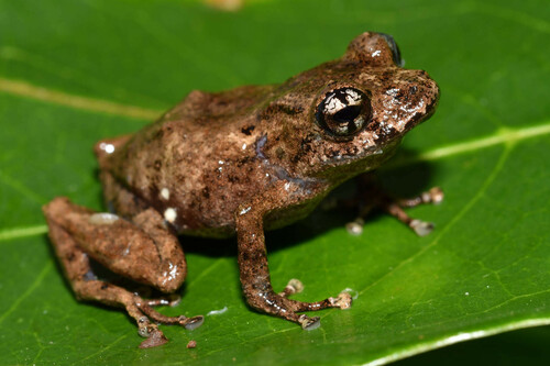 Pristimantis cruciocularis - Photo (c) joernkoehler, algunos derechos reservados (CC BY-NC)