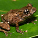 Pristimantis cruciocularis - Photo (c) joernkoehler, alguns direitos reservados (CC BY-NC)