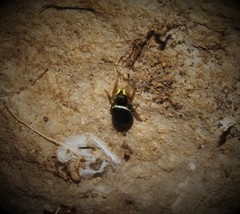 Heliophanus flavipes