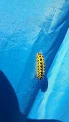 Zygaena filipendulae