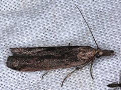 Crocydopora cinigerella