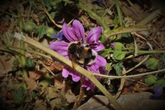 Bombus terrestris dalmatinus