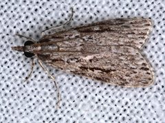 Scoparia ochrophara