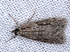 Scoparia ochrophara