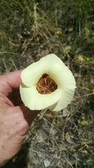 Calochortus vestae