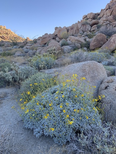 brittlebush (Encelia farinosa)