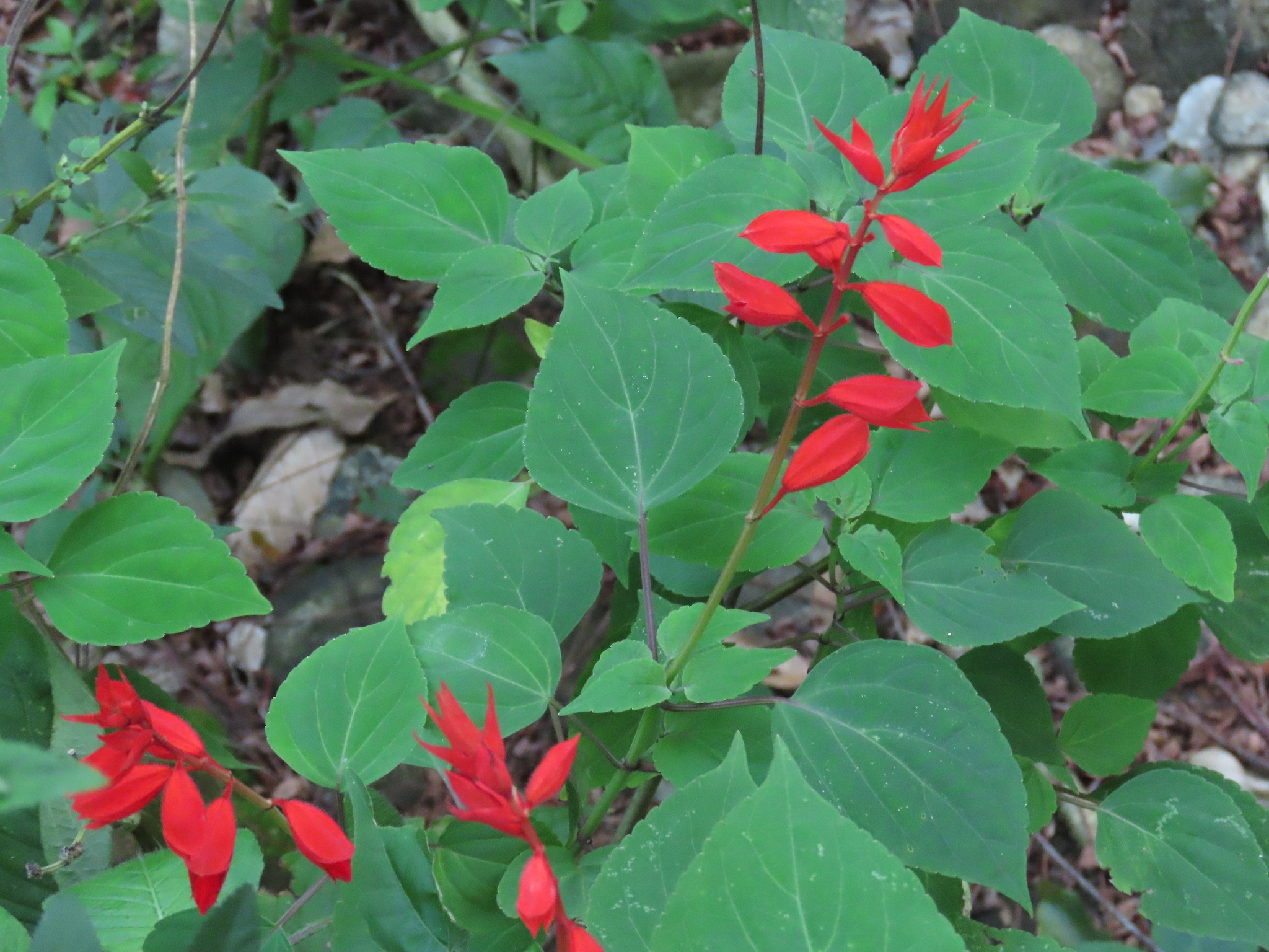 Salvia splendens
