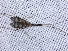 Erioptera amabilis