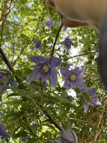 Downy Clematis (Clematis macropetala)