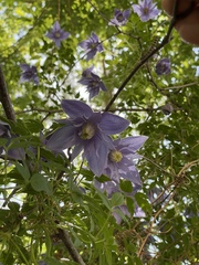 Clematis macropetala, photograph (c) Jane Charlen, some rights reserved (CC BY)